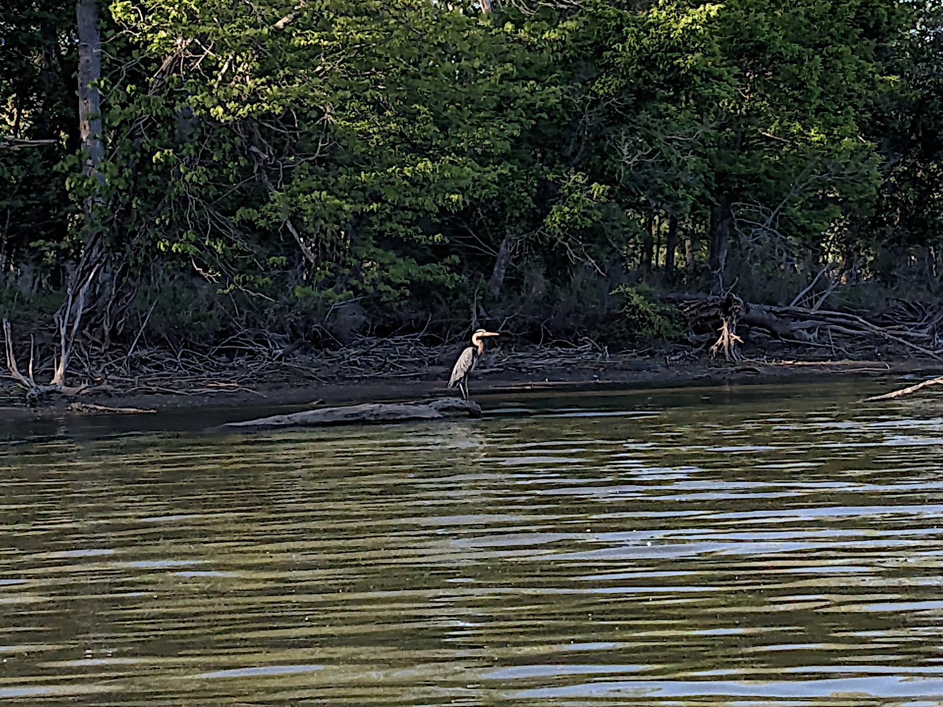 Great Blue Heron Art-1-cs.jpg