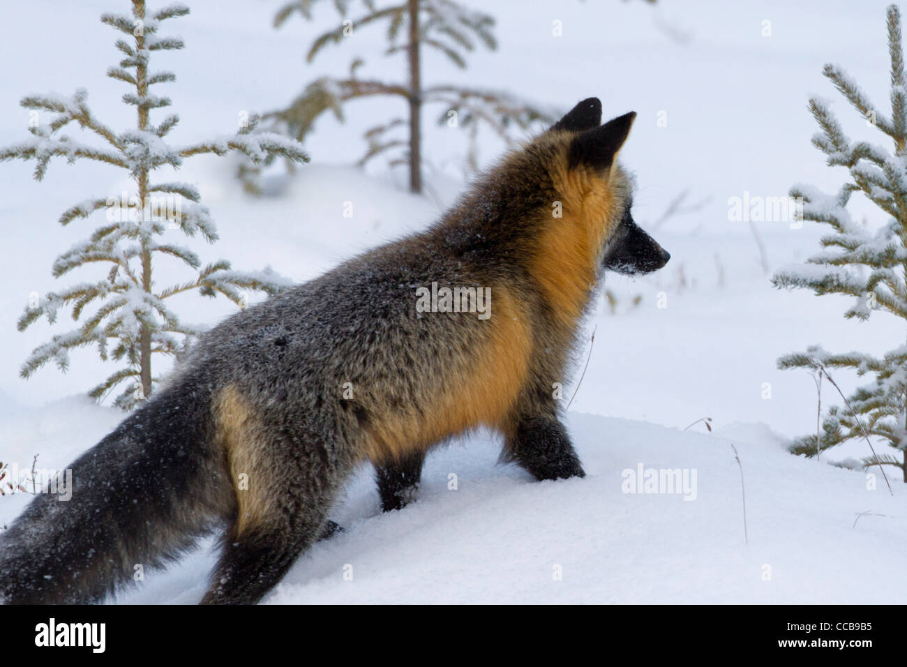 cross-fox-red-fox-vulpes-vulpes-hunting-in-the-arctic-snow-near-prudhoe-CCB9B5.jpg
