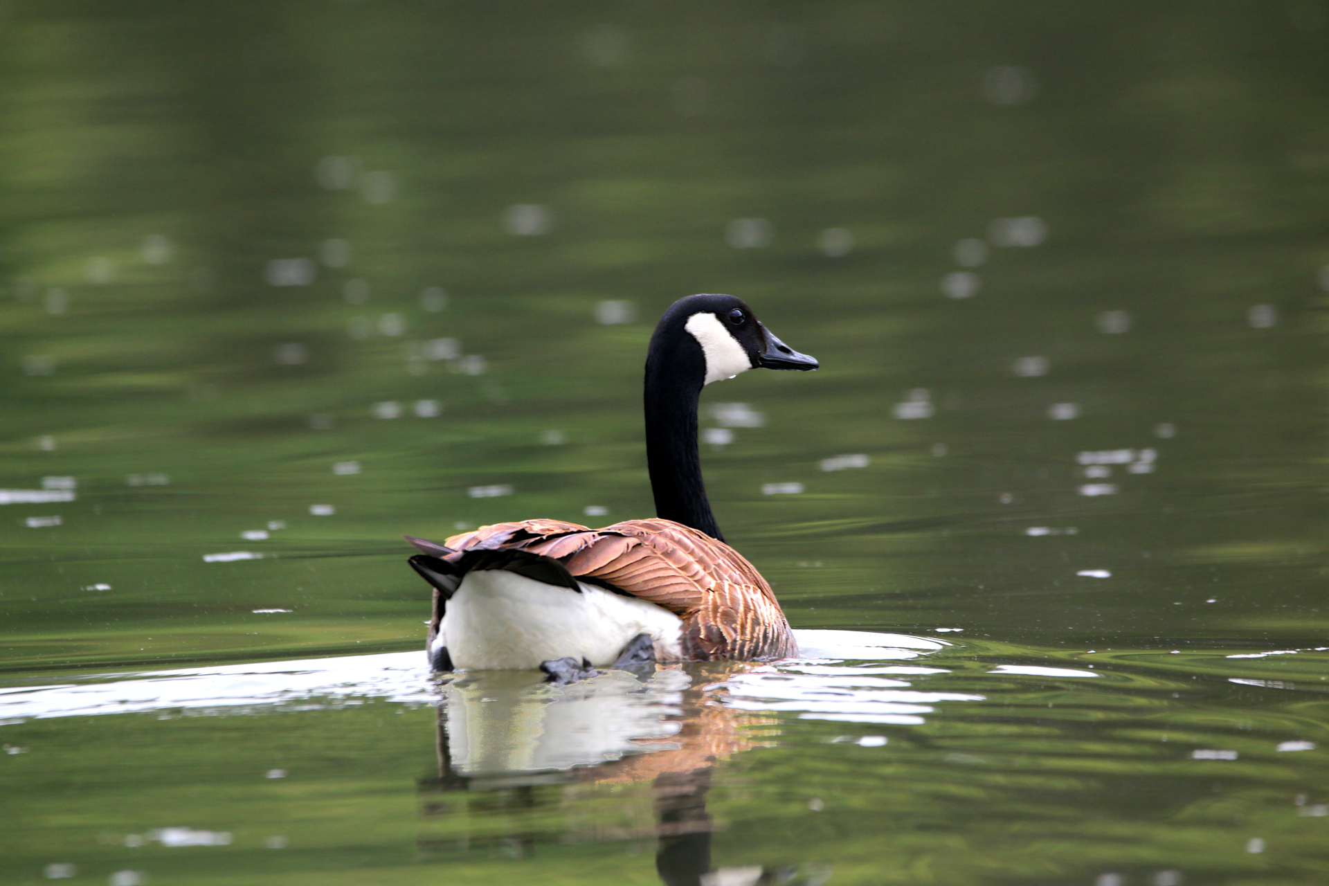 Geese-189-s.JPG