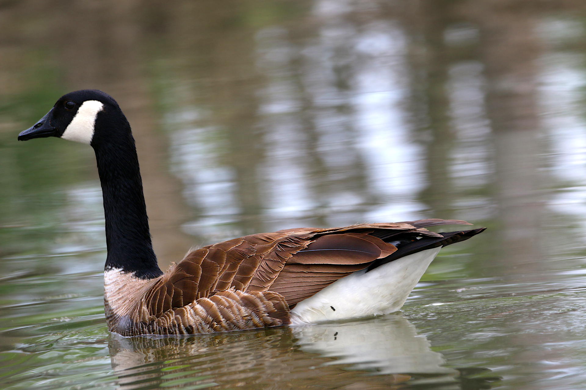 Geese-194-s.JPG