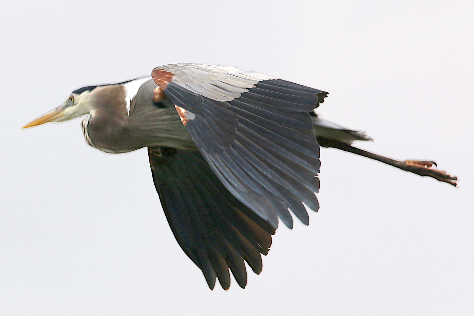 GBH-126-cs.JPG