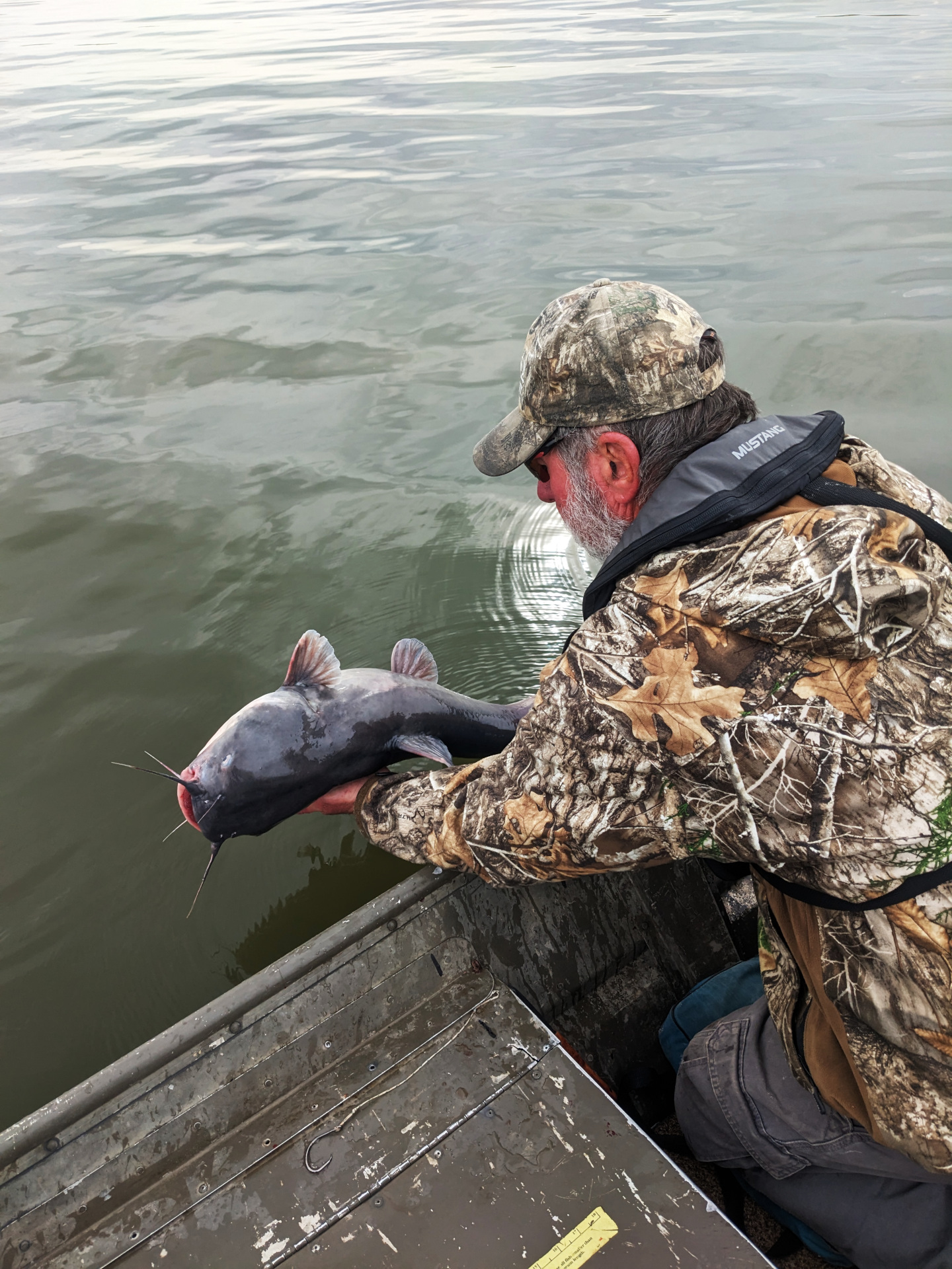 Catfish release-3-s.jpg