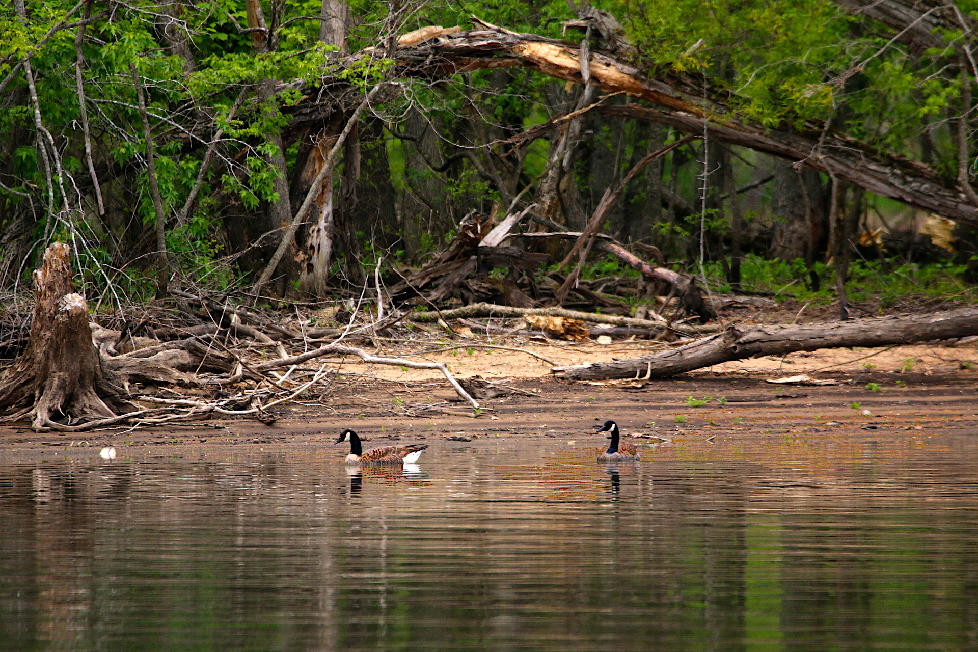 Geese-119-s.JPG