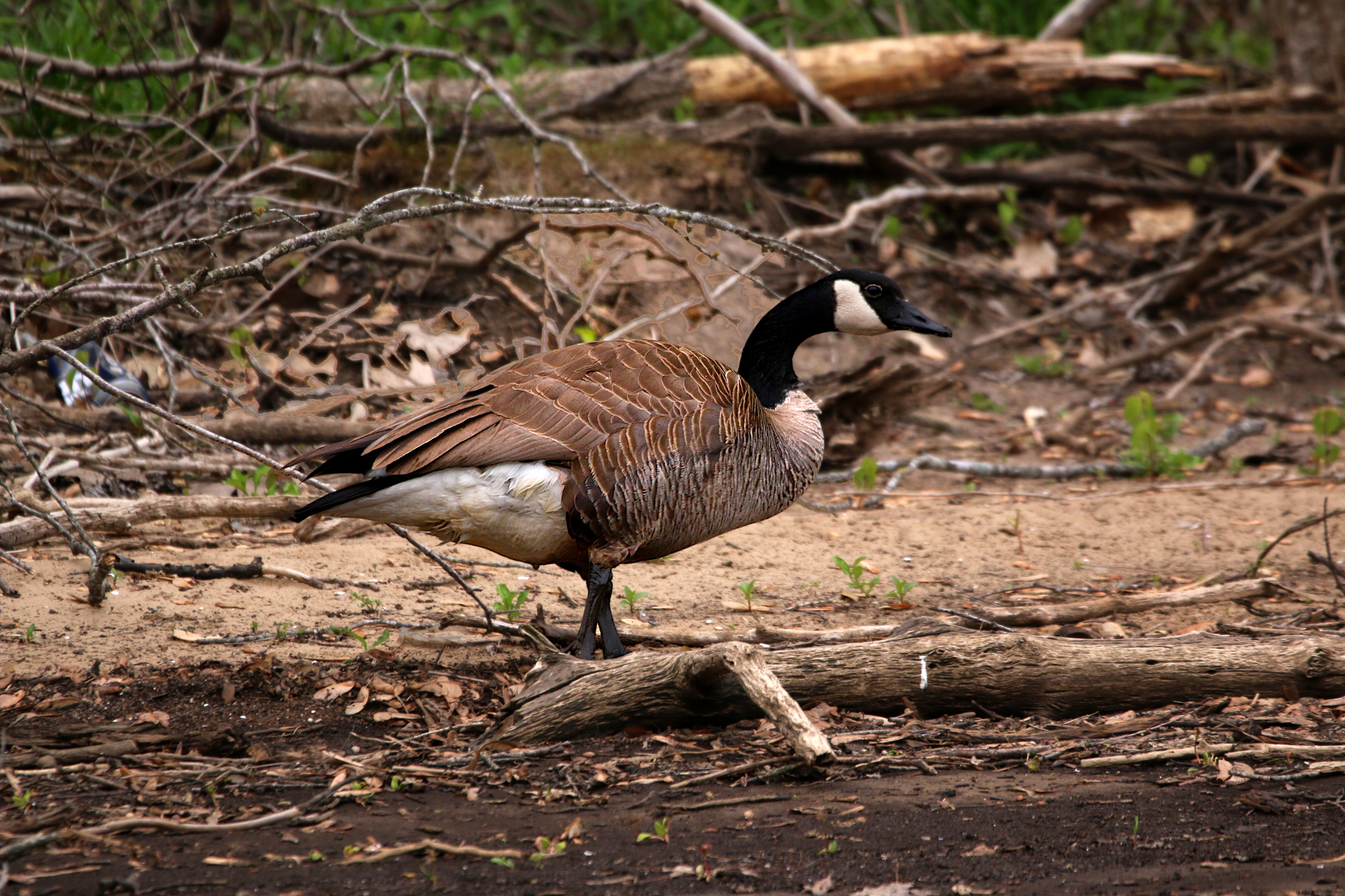 Geese-144-s.JPG