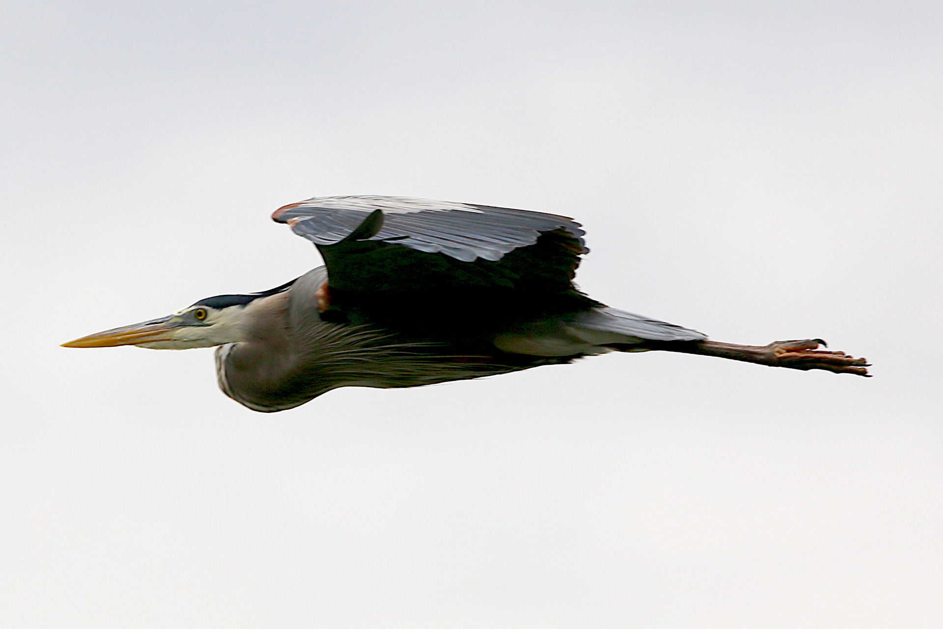 GBH-131-cs.JPG